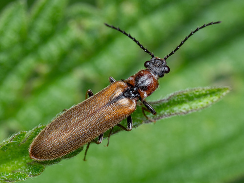 How to identify Denticollis linearis (Linnaeus, 1758)