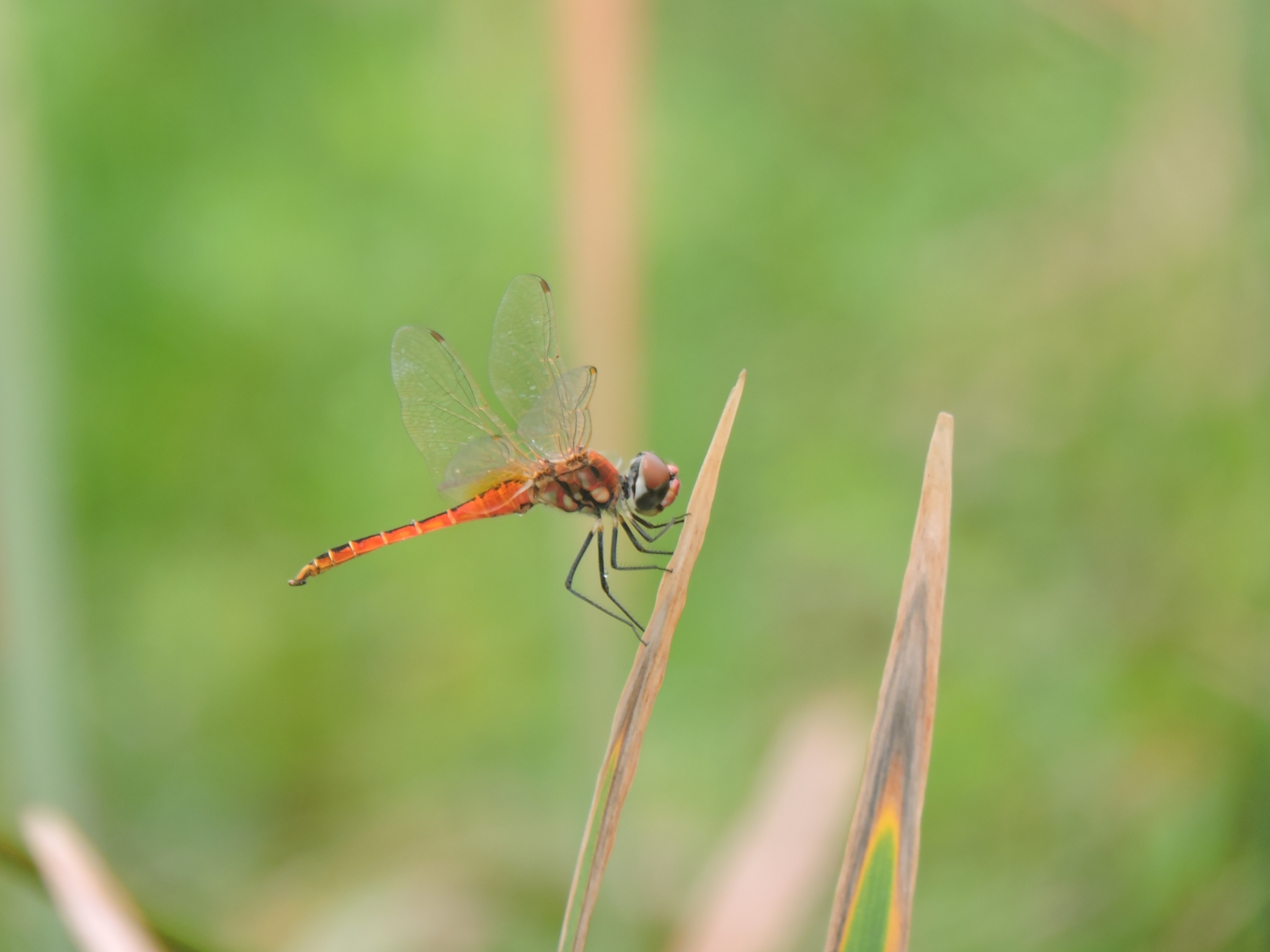 Estuarine Skimmer