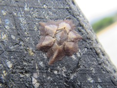 Microeuraphia withersi