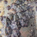 Thoracican Barnacles - Photo (c) Matthew Connors, some rights reserved (CC BY-NC), uploaded by Matthew Connors