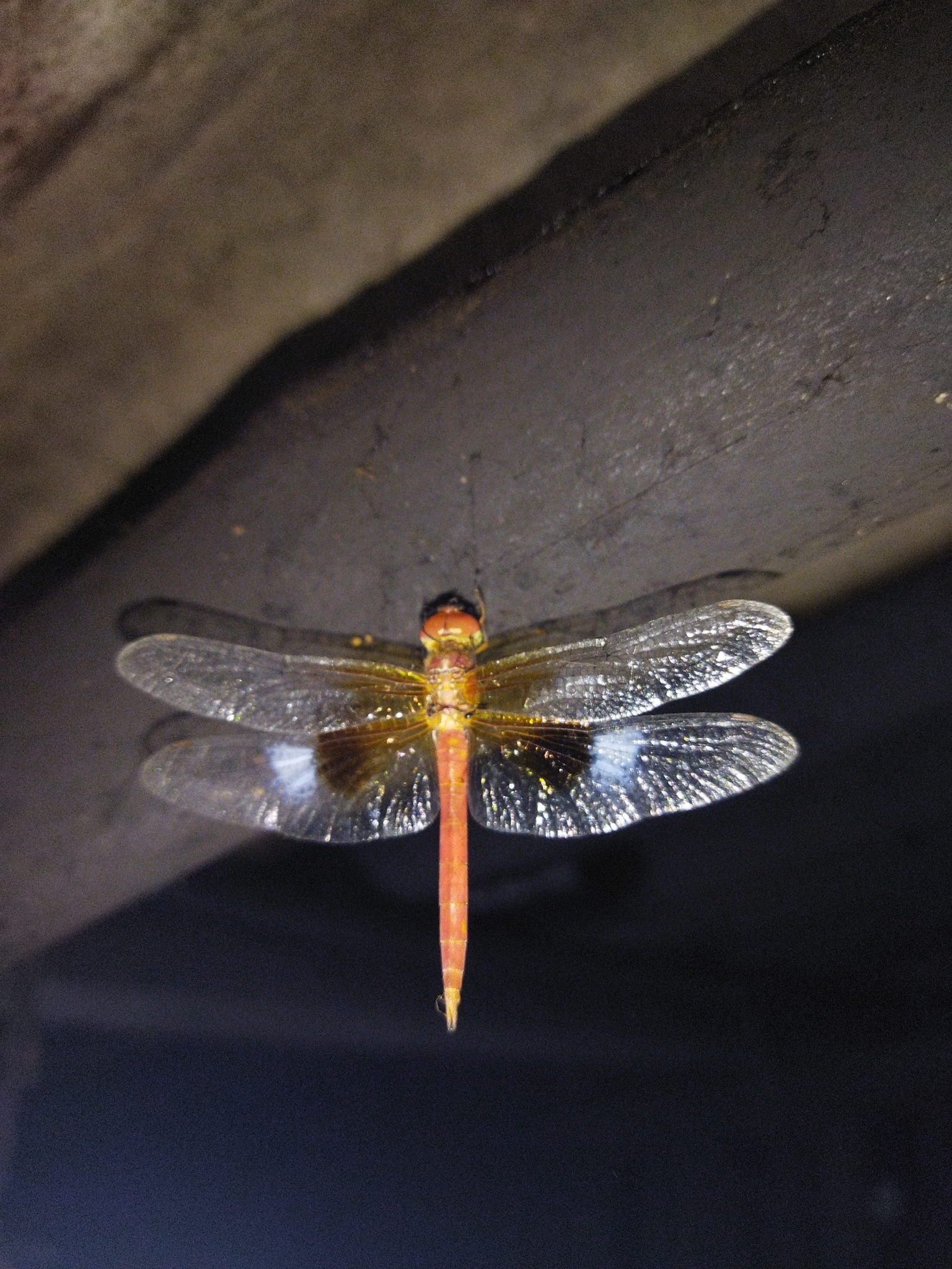 Coral-Tailed Cloudwing
