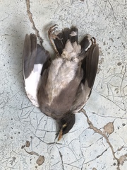 Acridotheres tristis