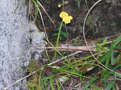 Spathoglottis pubescens