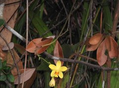 Spathoglottis pubescens