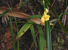 Spathoglottis pubescens
