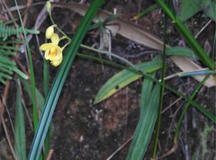 Spathoglottis pubescens