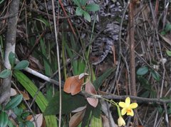 Spathoglottis pubescens