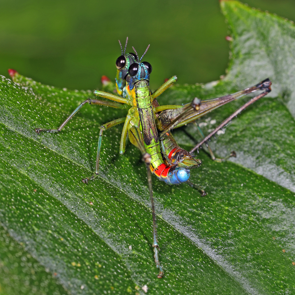 Eumastax salazari