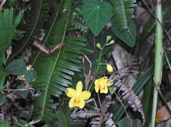 Spathoglottis pubescens