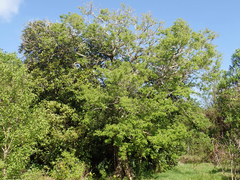 Plagianthus regius chathamicus