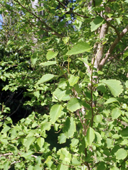 Plagianthus regius chathamicus