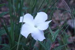 Mandevilla hypoleuca