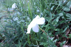 Mandevilla hypoleuca