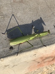 Tenodera sinensis