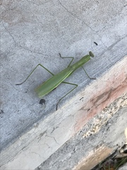 Tenodera sinensis