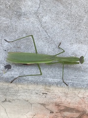 Tenodera sinensis