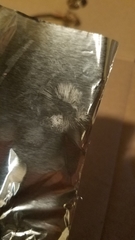 Lepiota flammeotincta