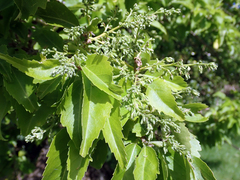 Plagianthus regius chathamicus