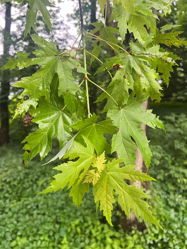 silver maple