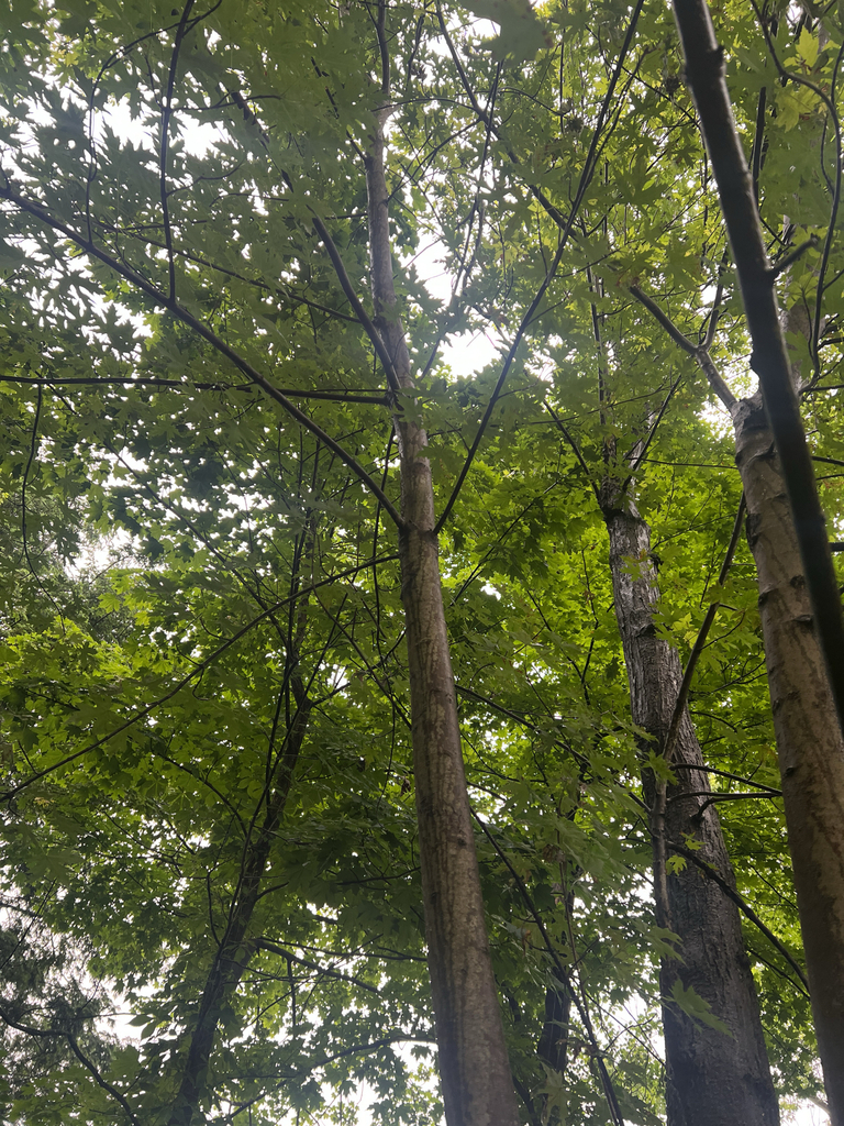 silver maple