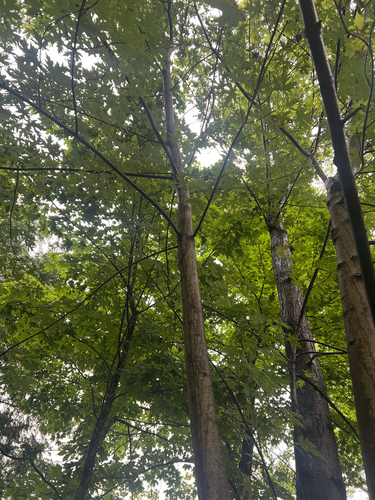 silver maple