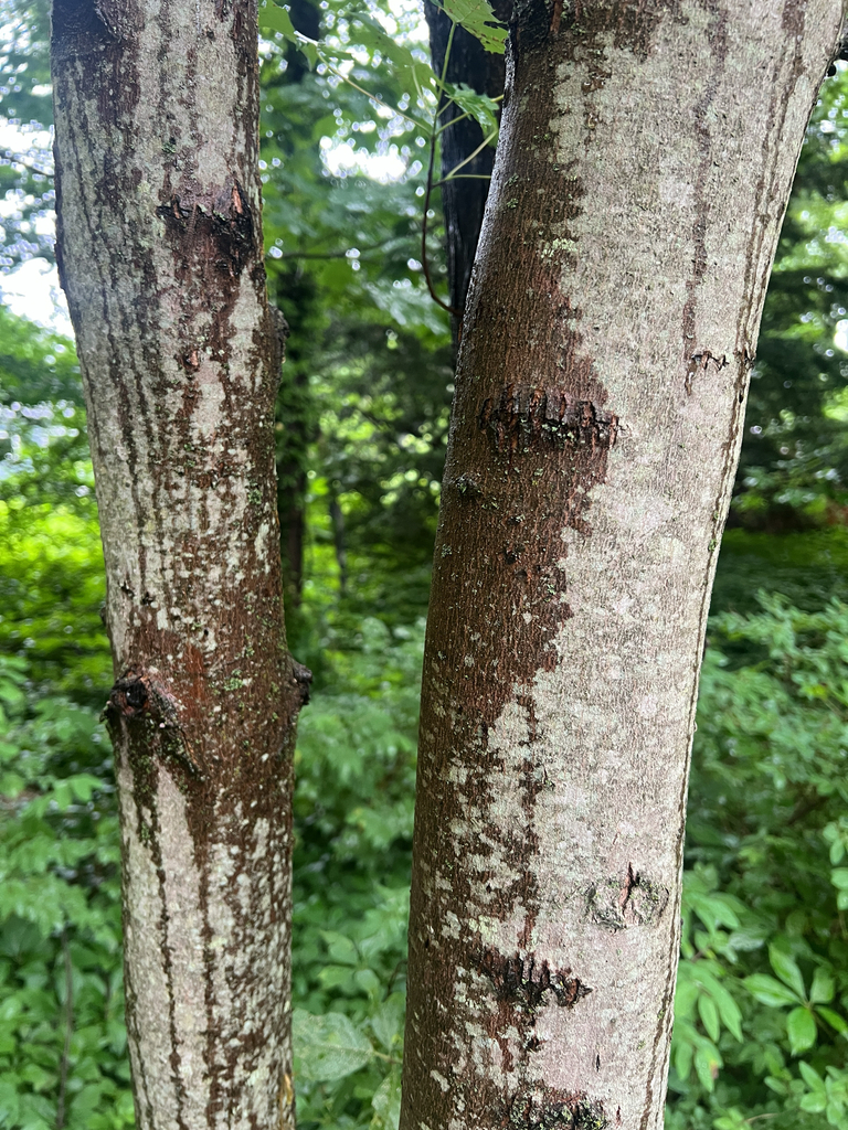 silver maple