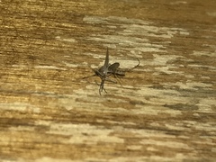 Culex quinquefasciatus