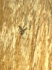 Culex quinquefasciatus