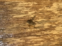 Culex quinquefasciatus