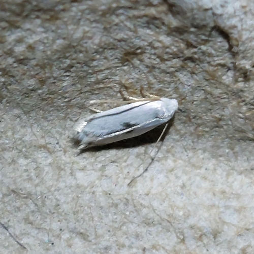 Fen Bent-wing