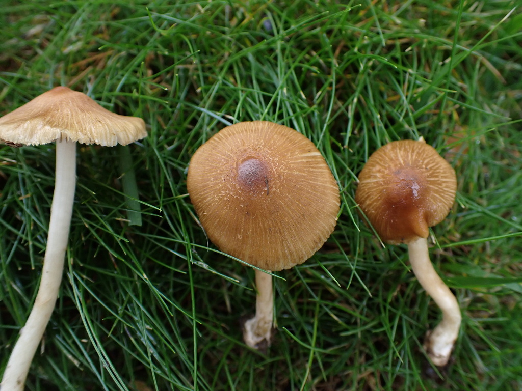Inocybe communis