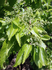 Plagianthus regius chathamicus