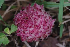 Hyobanche robusta