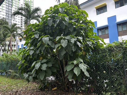 Claoxylon indicum, photograph 4