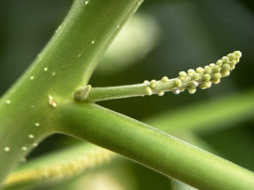 Claoxylon indicum, photograph 5