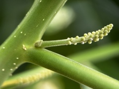 Claoxylon indicum, photograph (c) scallions, some rights reserved (CC BY)