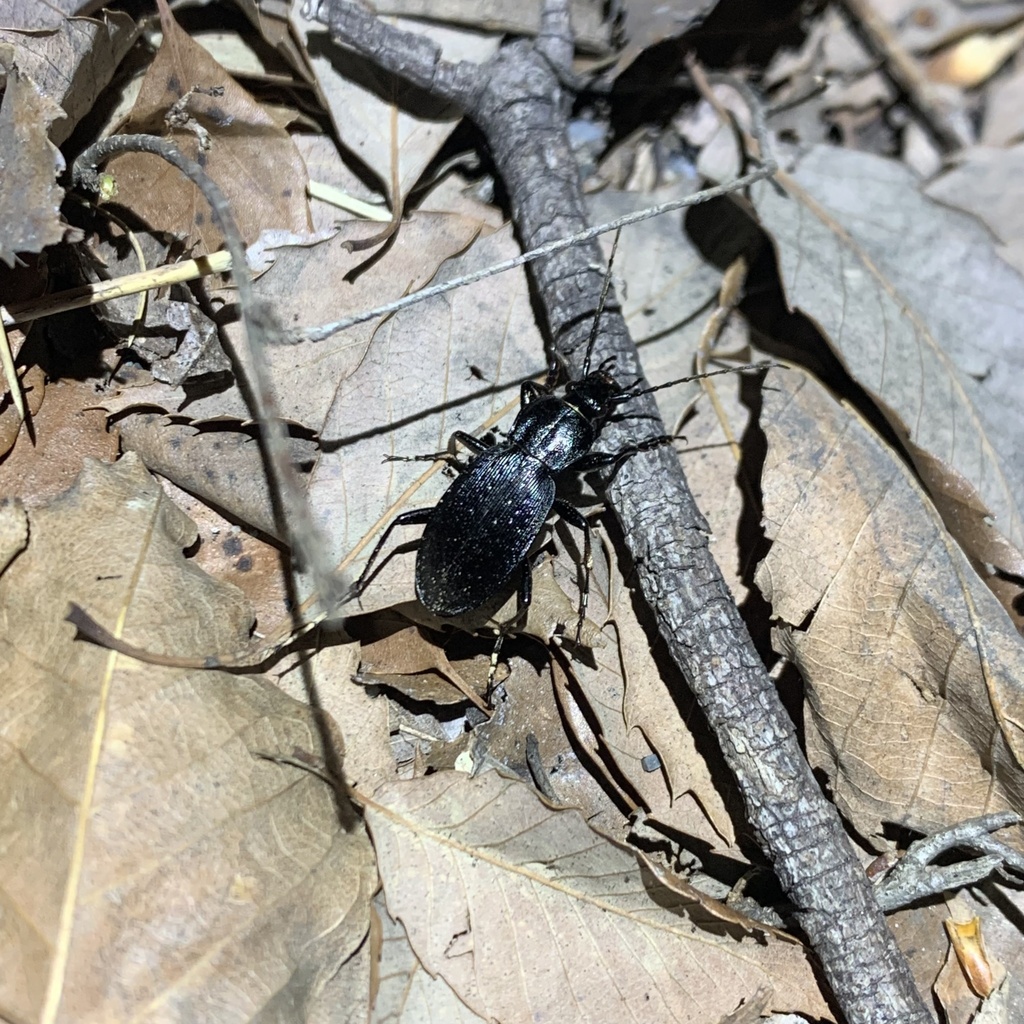 Carabus daisen