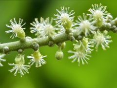 Claoxylon indicum, photograph (c) scallions, some rights reserved (CC BY)