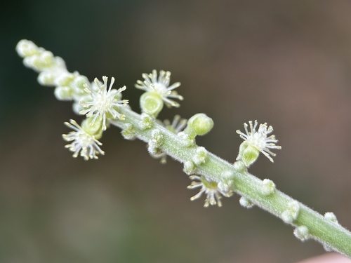 Claoxylon indicum, photograph 6