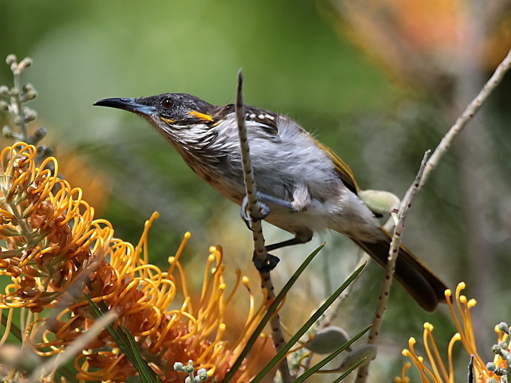White-streaked Honeyeater (Trichodere cockerelli) photo