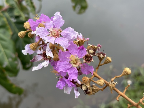 Thai Crape-Myrtle (Lagerstroemia floribunda)
