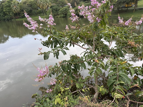 Lagerstroemia floribunda, photograph 1