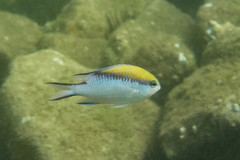 Chromis nitida