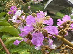 Lagerstroemia floribunda, photograph (c) scallions, some rights reserved (CC BY)