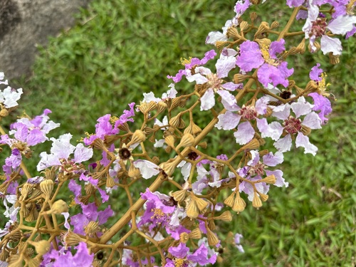 Lagerstroemia floribunda, photograph 3