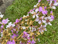 Lagerstroemia floribunda, photograph (c) scallions, some rights reserved (CC BY)