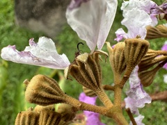 Lagerstroemia floribunda, photograph (c) scallions, some rights reserved (CC BY)