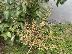 Lagerstroemia floribunda, photograph (c) scallions, some rights reserved (CC BY)