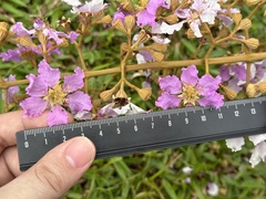 Lagerstroemia floribunda, photograph (c) scallions, some rights reserved (CC BY)