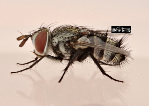 Smidtia amoena